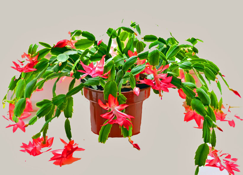 Taking Care of Your Christmas Cactus