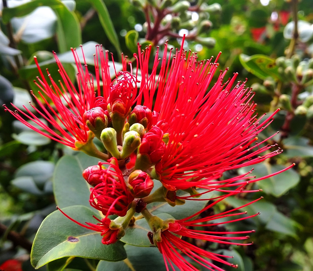 Hālawa Xeriscape Garden closed on July 1 & 29, 2026